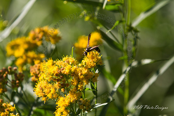 September Projects 2010-033