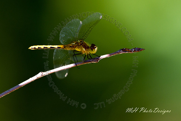 September Projects 2010-004