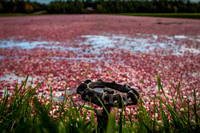 Saratoga Cranberry Harvest 2013-007