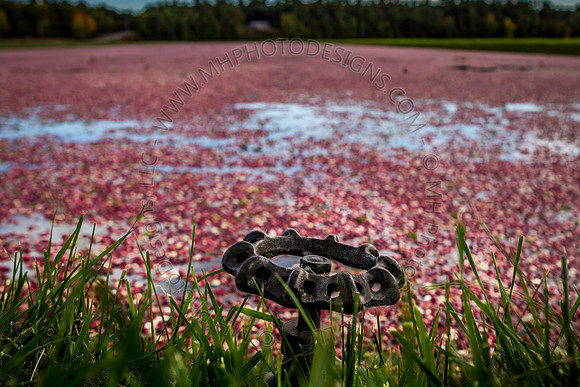 Saratoga Cranberry Harvest 2013-007