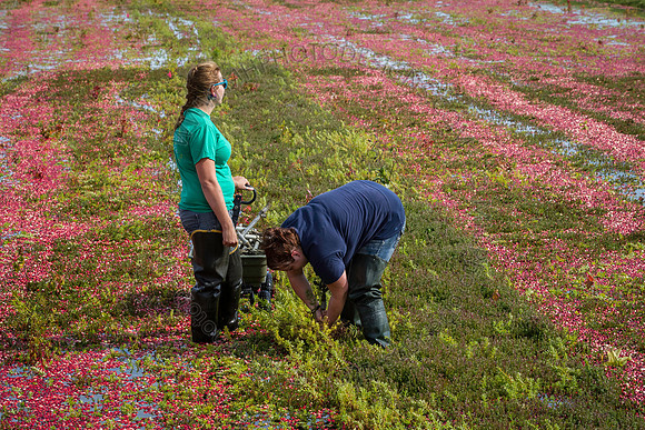 Saratoga Cranberry Harvest 2013-134