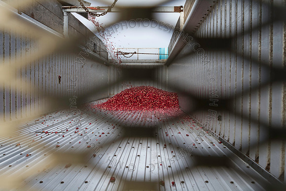 Saratoga Cranberry Harvest 2013-196