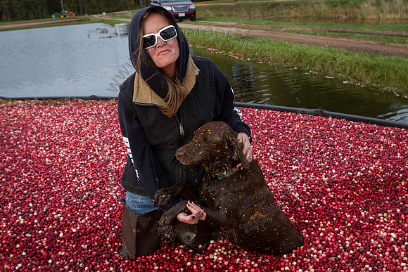 Saratoga Cranberry Harvest 2013-172