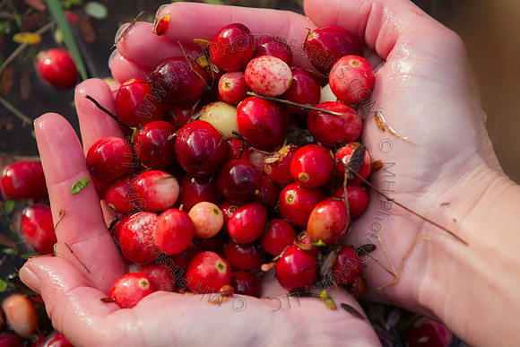 Saratoga Cranberry Harvest 2013-108