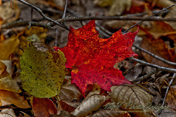 December Projects 2010-003