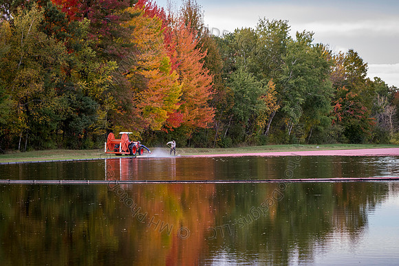 Saratoga Cranberry Harvest 2013-093