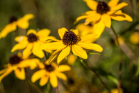 October Projects 2014-003
