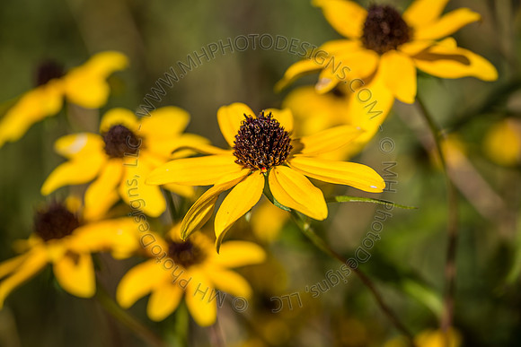 October Projects 2014-003