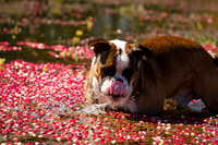 Saratoga Cranberry Harvest 2011-009