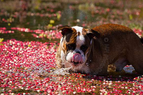 Saratoga Cranberry Harvest 2011-009