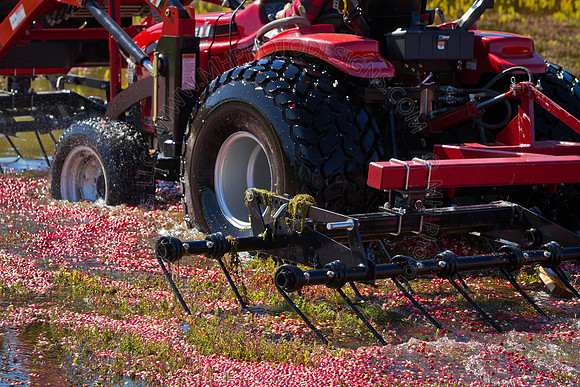 Saratoga Cranberry Harvest 2011-002