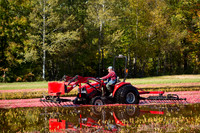 Saratoga Cranberry Harvest 2011-019