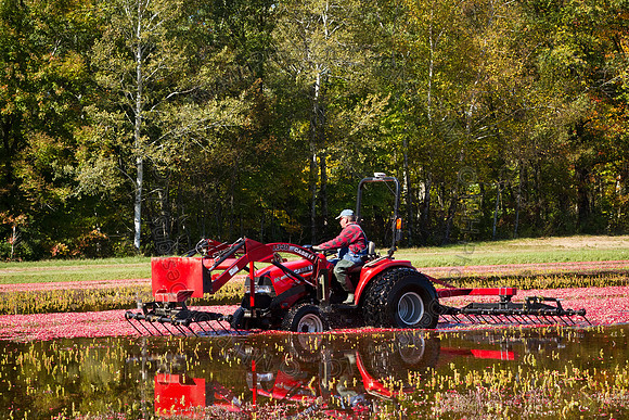 Saratoga Cranberry Harvest 2011-019