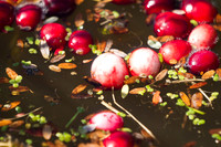 Saratoga Cranberry Harvest 2011-016