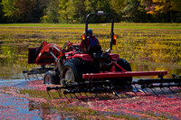 Saratoga Cranberry Harvest 2011-003
