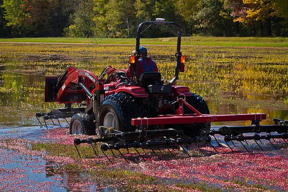 Saratoga Cranberry Harvest 2011-003
