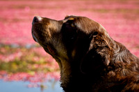 Saratoga Cranberry Harvest 2011-013