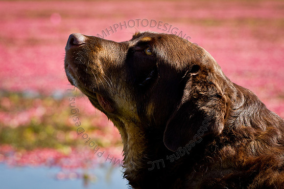 Saratoga Cranberry Harvest 2011-013