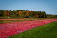 Saratoga Cranberry Harvest 2011-020
