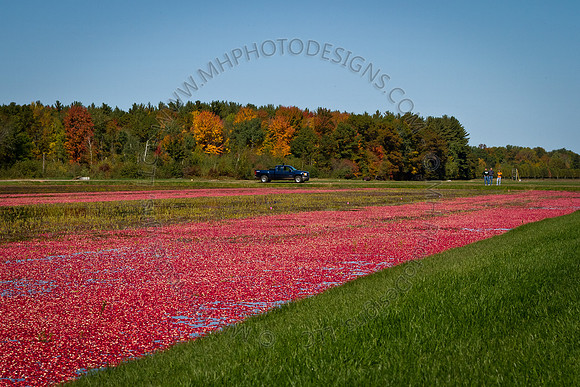 Saratoga Cranberry Harvest 2011-020
