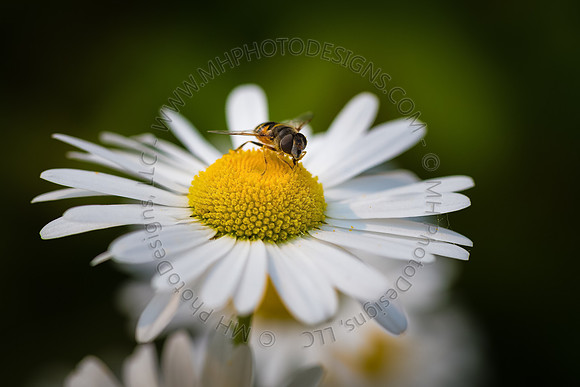 July Projects 2015-002