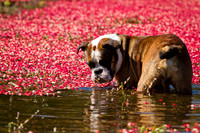 Saratoga Cranberry Harvest 2011-005