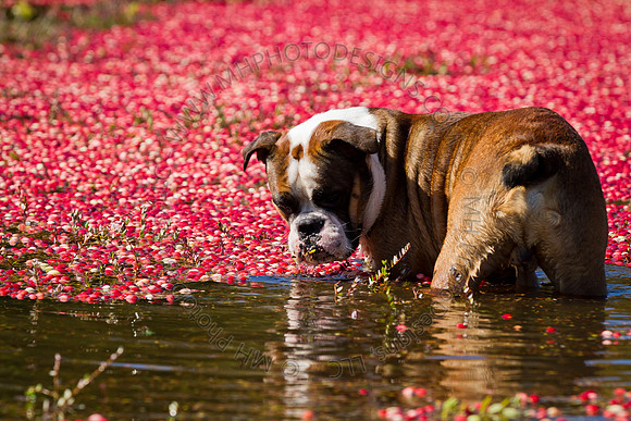 Saratoga Cranberry Harvest 2011-005