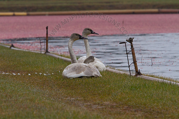 Cranberry Marsh III 2010-029