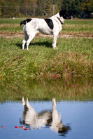 Saratoga Cranberry Harvest 2011-012