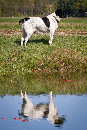 Saratoga Cranberry Harvest 2011-012