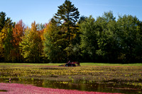 Saratoga Cranberry Harvest 2011-004