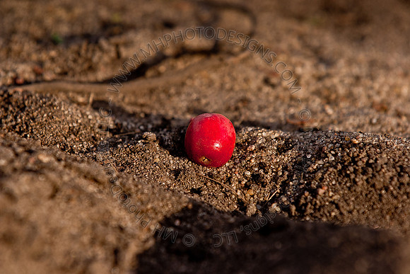 Cranberry Marsh III 2010-002