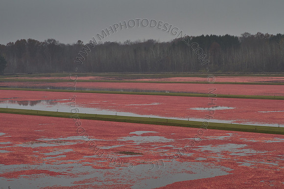 Cranberry Marsh III 2010-093