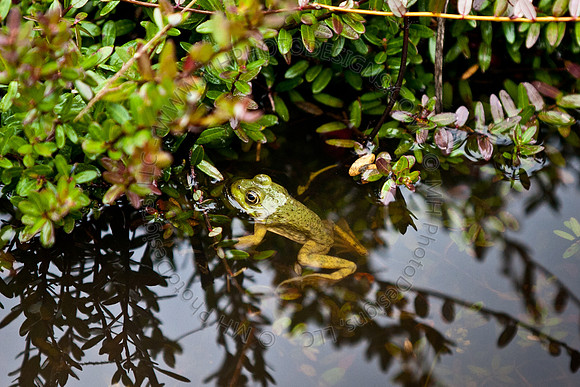Cranberry Marsh III 2010-098