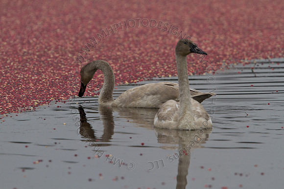 Cranberry Marsh III 2010-060