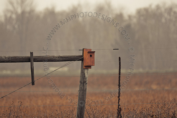Cranberry Marsh III 2010-114