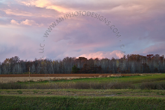 Cranberry Marsh III 2010-012