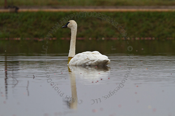 Cranberry Marsh III 2010-065