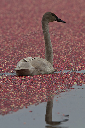 Cranberry Marsh III 2010-064