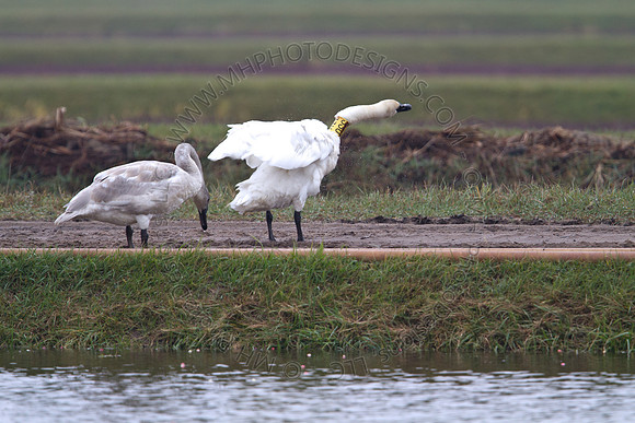 Cranberry Marsh III 2010-046