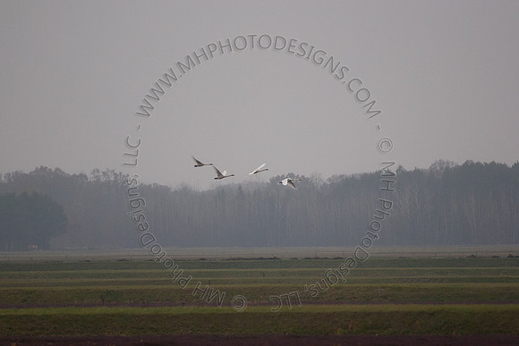 Cranberry Marsh III 2010-111