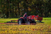 Saratoga Cranberry Harvest 2011-001