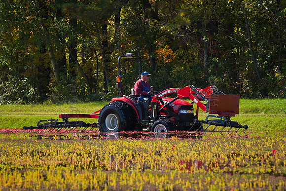 Saratoga Cranberry Harvest 2011-001