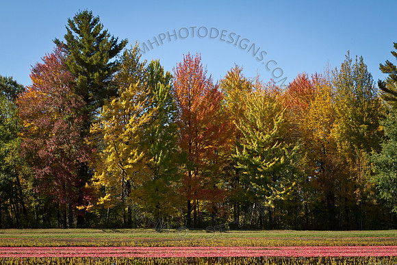 Saratoga Cranberry Harvest 2011-021