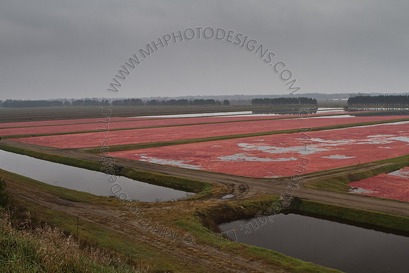 Cranberry Marsh III 2010-090