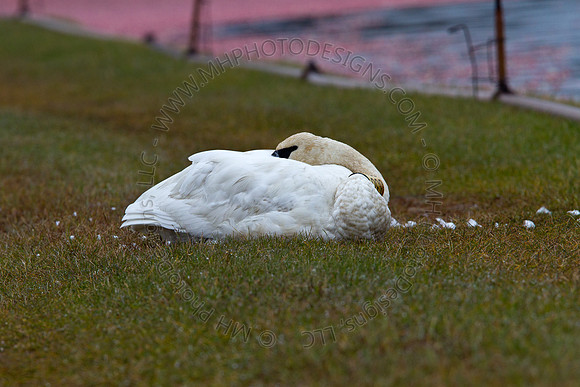 Cranberry Marsh III 2010-035