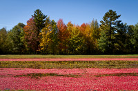 Saratoga Cranberry Harvest 2011-018