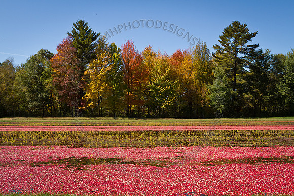 Saratoga Cranberry Harvest 2011-018