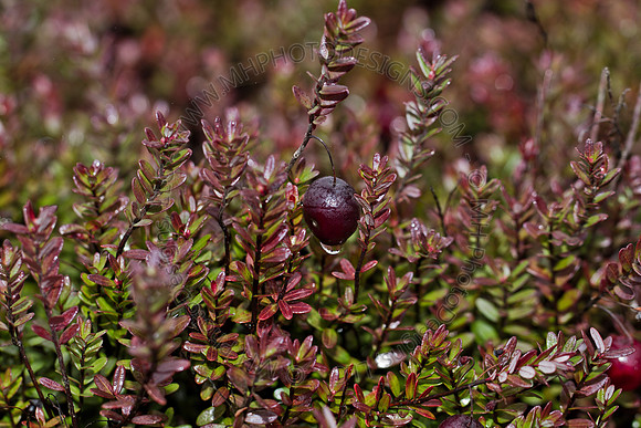 Cranberry Marsh III 2010-108