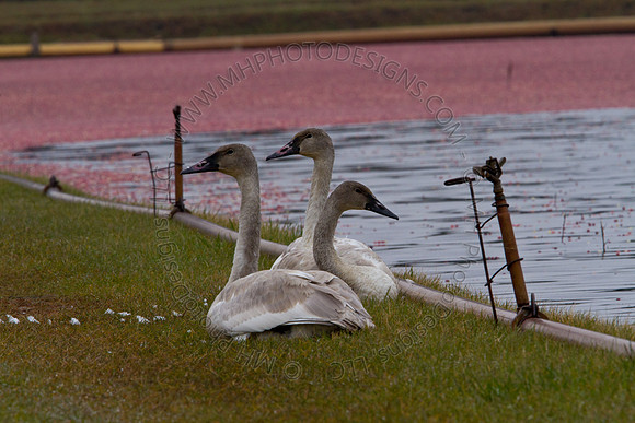 Cranberry Marsh III 2010-030